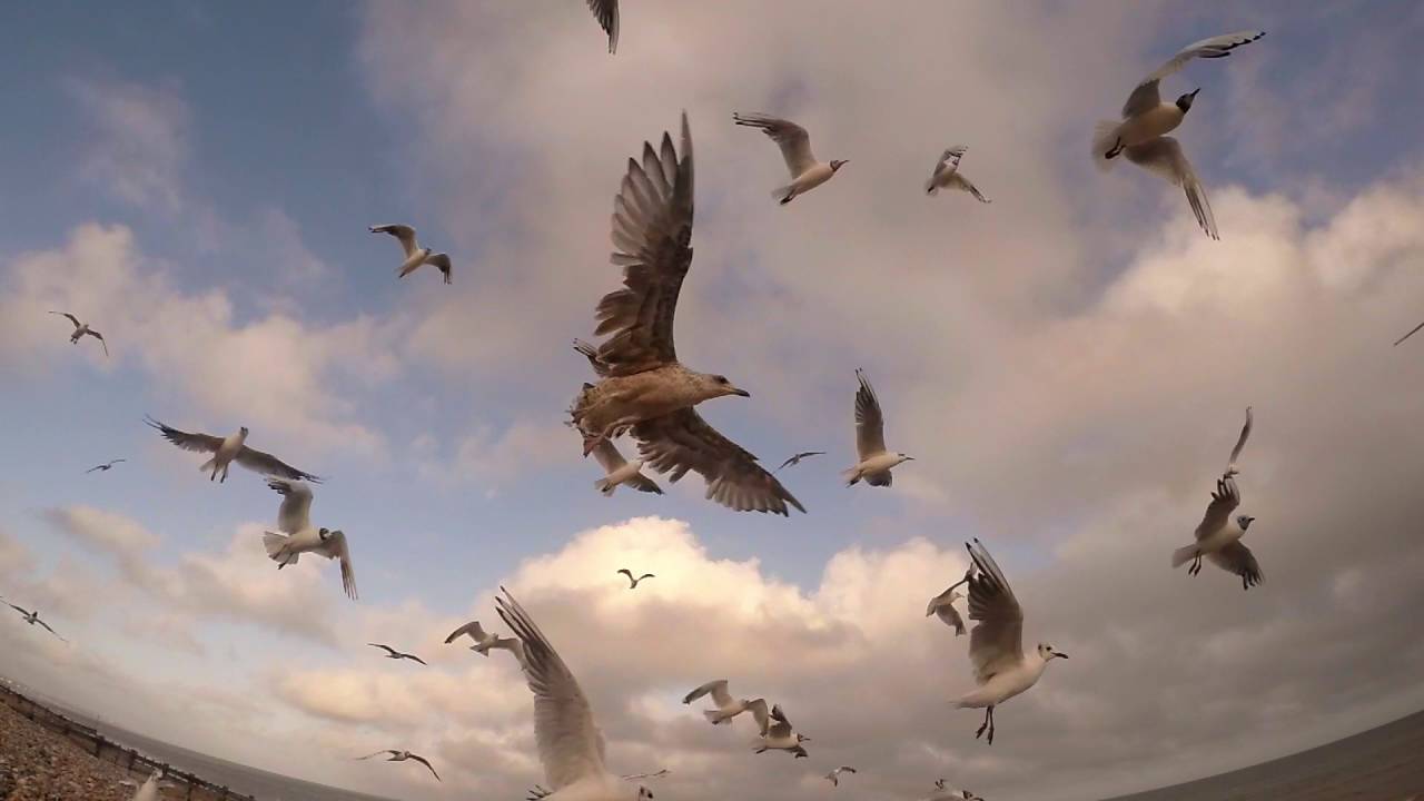 Feeding Gulls - YouTube