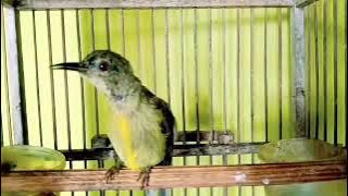Kolibri manggar TROTOL gacor Besetan tajam isian mewah KOLIBRI KELAPA GACOR
