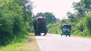 අලි කරදර මාර්ග බාධකය බුත්තල කතරගම පාර.Elephant Trouble Roadblock butthala Kataragama Road.யானைகள்.
