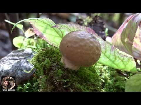 Дождевик грушевидный Lycoperdon pyriforme гриб-мяч для гольфа ВИДЕО Ленобласть 2020 Raincoatmushroom