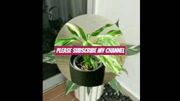 Thumbnail of Beautiful "Peace Lily" Plants #music #coversong #guitar #singer #song #shortvideo #plants #shosho