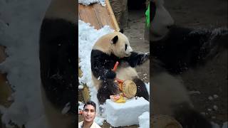 #animals #funny #cow #baffalo #panda #pandafunnyvideo
