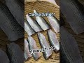 お魚クイズ💁♂️