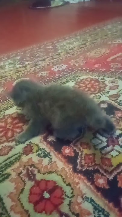 маленький кошарик - YouTube