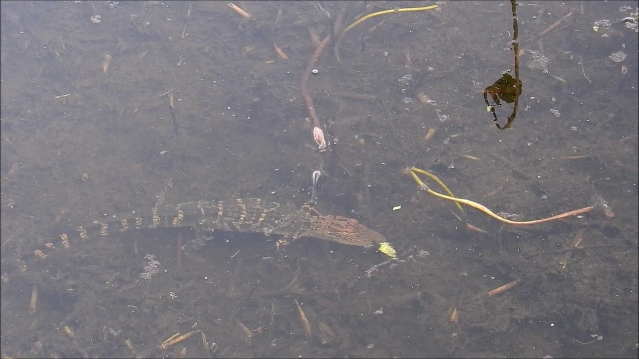 Alligator hatchlings 