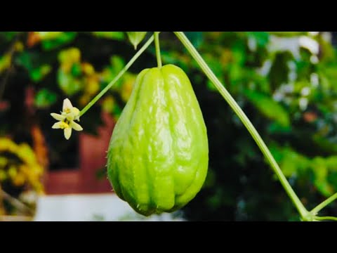 Vídeo: Sem flores no chuchu – razões pelas quais um chuchu não floresce