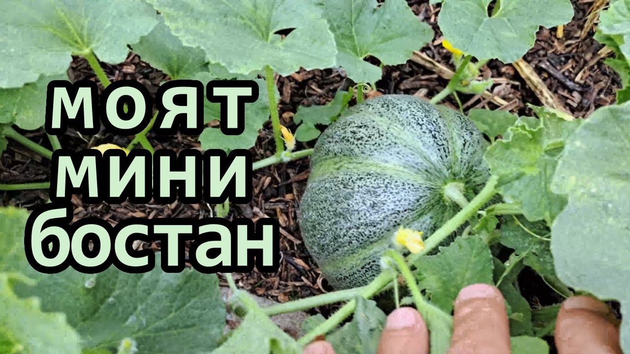 Без копане - Състояние на пъпешите и дините в лехите ми от дървен чипс