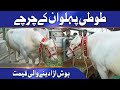 Faisalabad Cattle Market Mai Toti Pehalwan Ki Dhoom