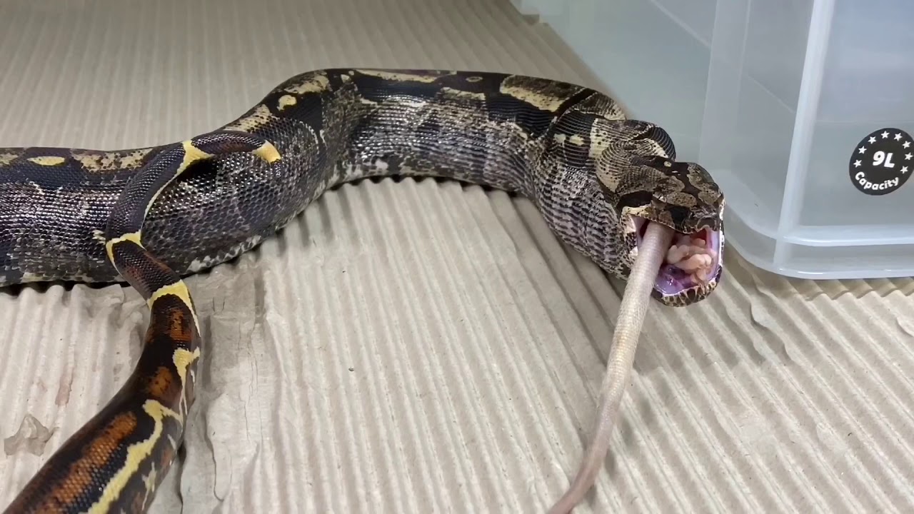 camera iphone 8 plus apk Orion having a small rat