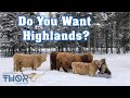 8 Reasons To Buy Highland Cows For Your Homestead