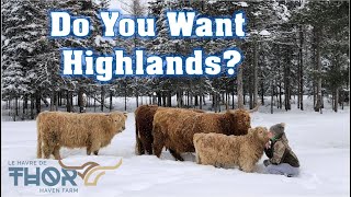 8 Reasons To Buy Highland Cows For Your Homestead