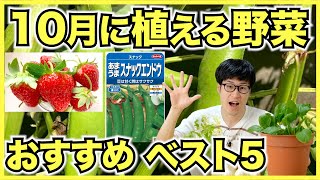 【家庭菜園】10月に植える野菜ランキングベスト5【初心者におすすめの秋冬品種】