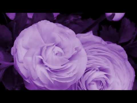 Как распускаются цветы Красивое видео