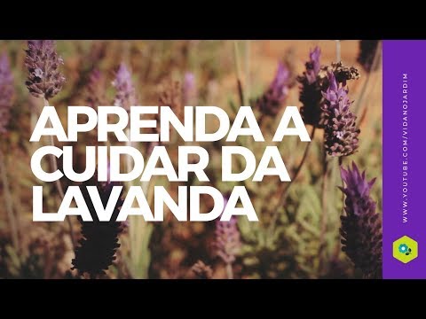 Vídeo: Prevenindo a lavanda amadeirada - Como aparar a lavanda com caules amadeirados