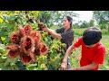 Have you ever harvest curry fruit and cook in your place | Food from curry fruit in my village