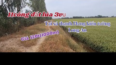 Bán đất 11công đất lúa 3vụ Tại xã thạnh Hưng kiến tường Long An Dt50m×220* wt☎️0335535649 #bdslongan