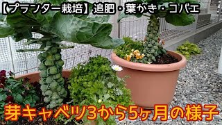 芽キャベツ栽培3〜5ヶ月の様子