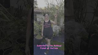 Growing Moringa Trees In Pots At The Mythical Forest