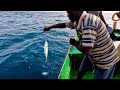 Catching a Lot of Horse Mackerel Fish Using the Sabiki Rigs