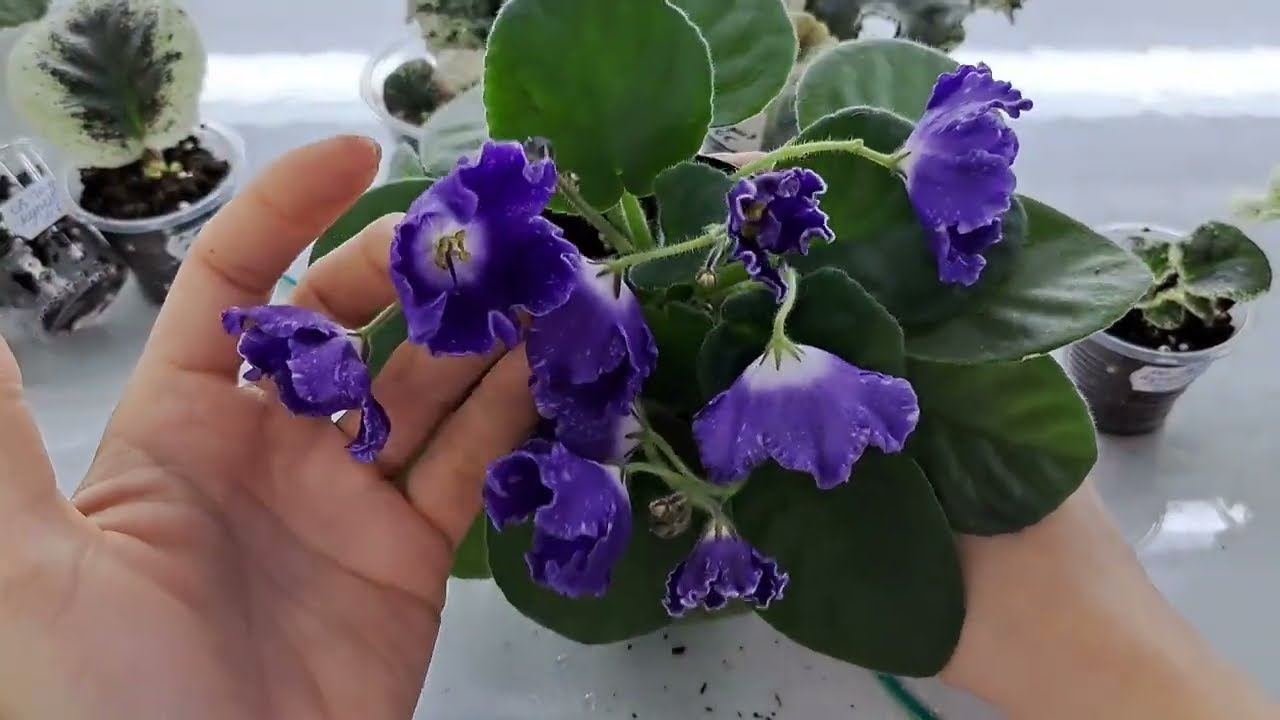 Фиалка от листа до цветущей, все этапы пересадки и роста.