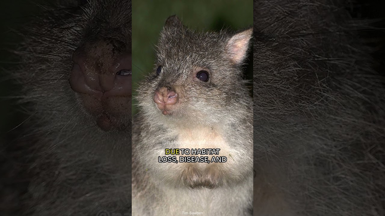 Bettong |The Ecosystem Engineer