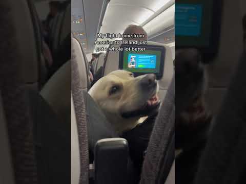 The best boy #flight #aerlingus #dog #goldenretriever