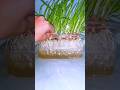 Planting and growing onions at home in the simplest way