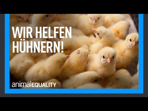 Wie Hühner unter der Eierproduktion leiden 🐔