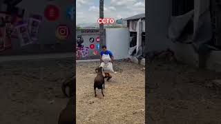 Livestock funny videos🤠🐐#funny #funnyshorts