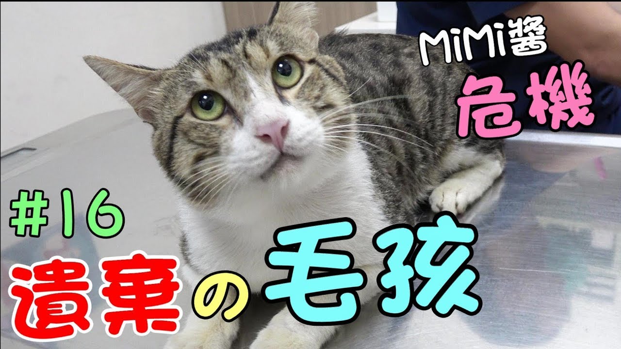 『遺棄的毛孩』MiMi醬的危機，要挺住啊 Cat Story#16