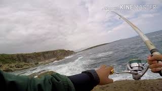 Sargos en Cantabria.