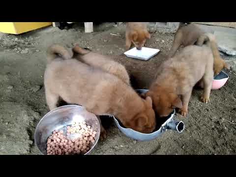 犬の 赤チン は放っておくと大変なことに 小型犬と楽しく暮らすヒントのブログ