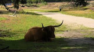 Lieropse En Strabrechtse Heide In Bloei