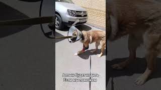 Everyone said he would never walk. But we did the impossible. Watch until the end Everyone said he would never walk. But we did the impossible. Watch until the end