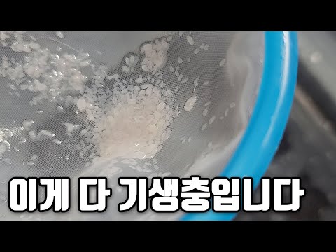 기생충이 한바가지! 이게 다~ 해수어 한마리에서 나온 기생충입니다 ㄷㄷㄷ