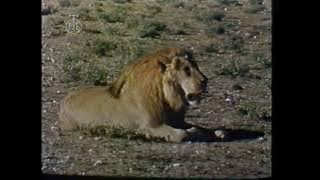 OPSTANAK - Lavovi u Etoši 2. deo