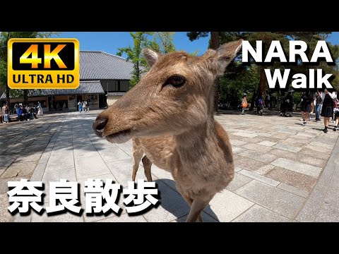 奈良公園と東大寺  ゴールデンウィークで賑わいをみせる｜Nara Park and Todaiji 2023