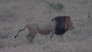 Two male lions at Renoster Koppies in Kruger National Park 27 May 2024