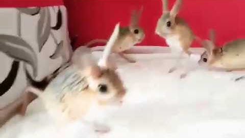 They look like little mice bunny kangaroos