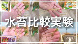 【水苔の比較実験】ビカクシダに使う水苔はどれがおすすめ? 4種類を比較検証します。