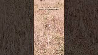 Stray cats often hunt due to ingrained predatory instincts.#cat#petshub#ytshorts#catvideos#stray