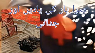 Kala teetar/kala teeter died #crazybirds #like #sad درد جداٸی میرا تیترا آج مر گیا #today ##trending by Birds_lover85 107 views 3 months ago 1 minute, 20 seconds