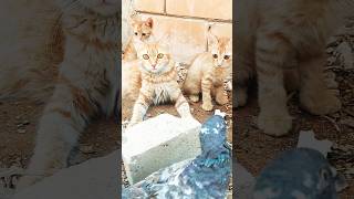 funny cats videos shorts#funny😄#cat