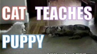 Cat Teaches Dog To Roll Over screenshot 4