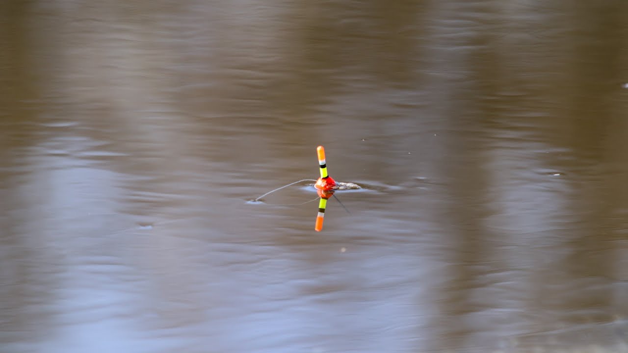 Перша ловля Білої в Проводку 2026-Річка Уж і її Перекати