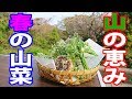 【伊豆周辺】山菜狩り