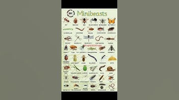 Insect Identification: Essential Vocabulary for Bug Enthusiasts | Advance English Vocabulary #shorts