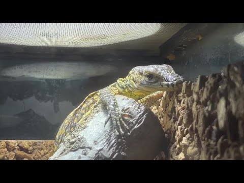 世界最大のトカゲ、絶滅危惧のコモドドラゴンが孵化　スペインで10年ぶり