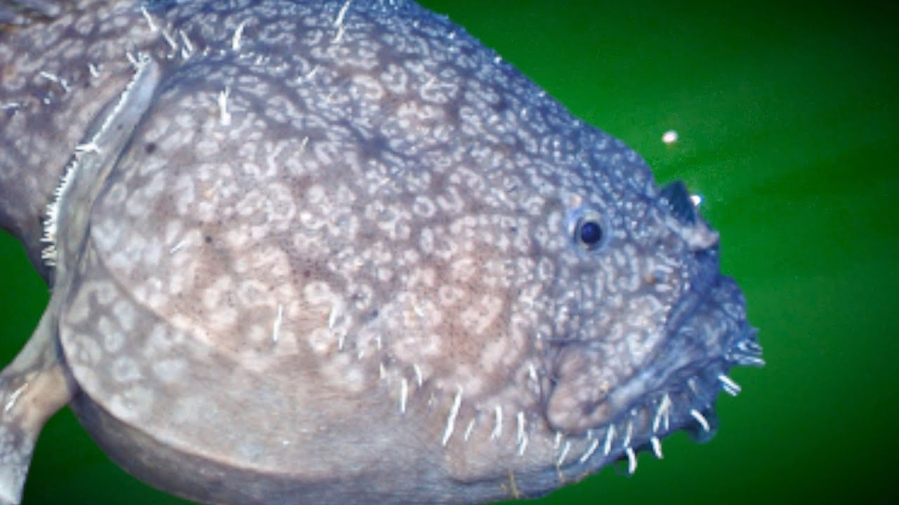 7 Rare Creatures from the Bottom of the Ocean Found by ROVs