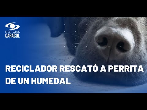 Reciclador rescató a perrita que quedó atrapada en un humedal tras los temblores